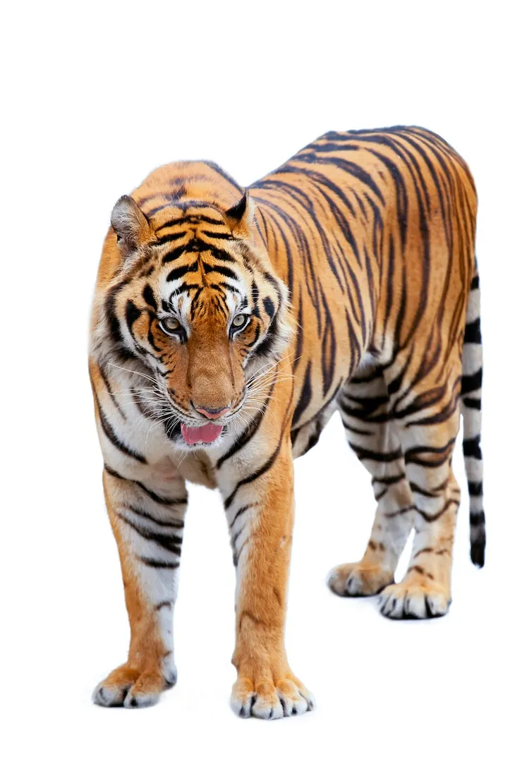 Tigre